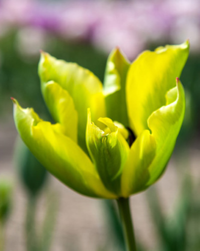 Tulipán viridiflora Formosa 11/12, 100 kusov  